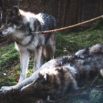 Wolf Lobine+2.0